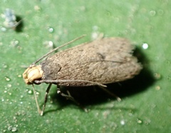 Lepidoptera