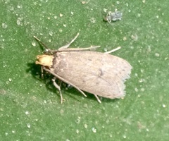 Lepidoptera