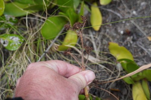 Crassula nudicaulis