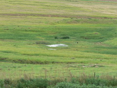 Senecio consanguineus