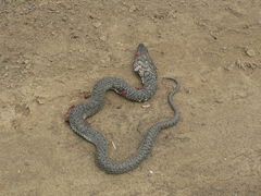 Hemachatus haemachatus