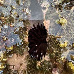 Echinometra oblonga