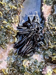 Echinometra oblonga