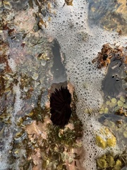 Echinometra oblonga