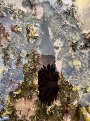 Echinometra oblonga