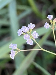 Boerhavia