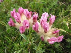 Anthyllis vulneraria boscii