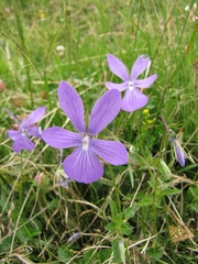 Viola cornuta