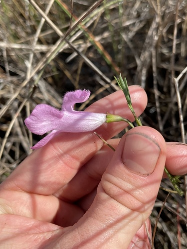 Agalinis linifolia image