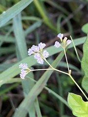 Boerhavia