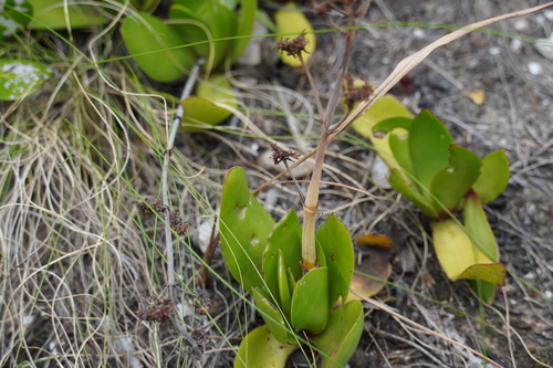 Crassula nudicaulis