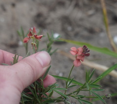 Indigofera candicans