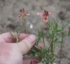 Indigofera candicans