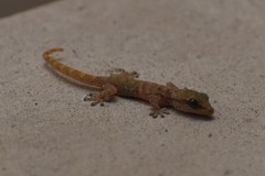 Phyllodactylus lepidopygus