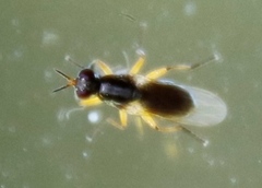 Anaphalantus
