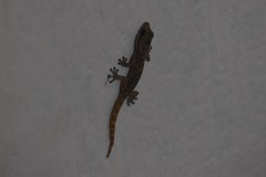 Phyllodactylus lepidopygus