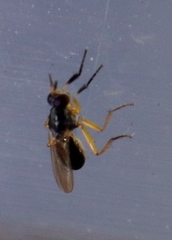 Anaphalantus