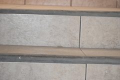 Phyllodactylus lepidopygus