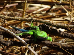 Sceloporus formosus