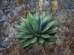 Agave atrovirens