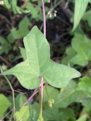 Ipomoea triloba image