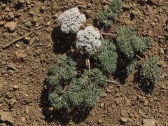 Lomatium nevadense