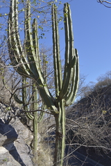 Stenocereus montanus