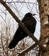 Corvus frugilegus