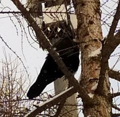 Corvus frugilegus