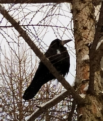 Corvus frugilegus