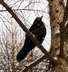 Corvus frugilegus