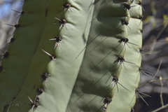 Stenocereus montanus