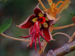 Chiranthodendron pentadactylon