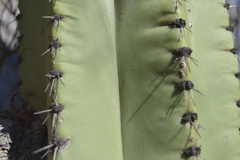 Stenocereus montanus