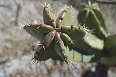Stenocereus montanus