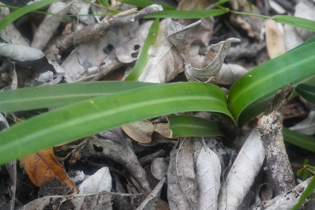 Clivia nobilis 2