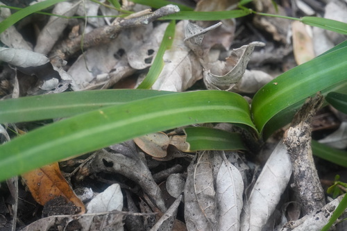 Clivia nobilis, photograph 4
