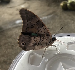 Prepona laertes octavia