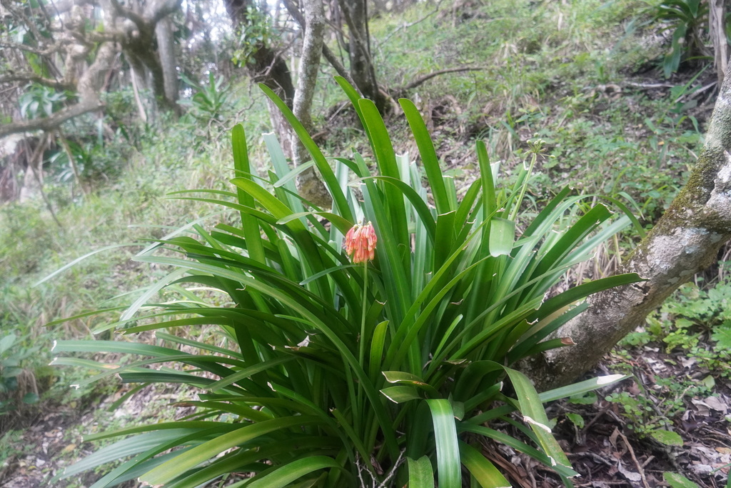 Clivia nobilis 3