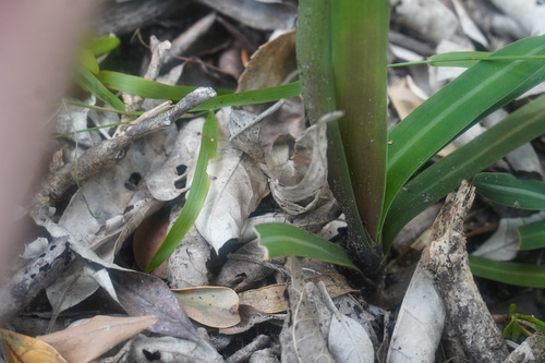 Clivia nobilis, photograph 5