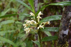 Maxillaria embreei