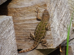 Sceloporus formosus