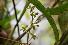 Prosthechea vespa