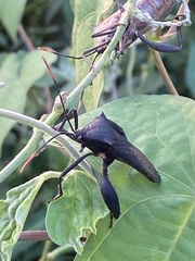 Anoplocnemis curvipes