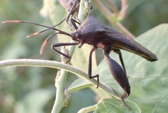 Anoplocnemis curvipes