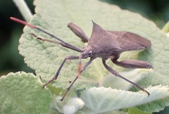 Anoplocnemis curvipes