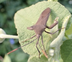 Anoplocnemis curvipes