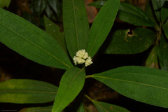 Miconia melastomoides