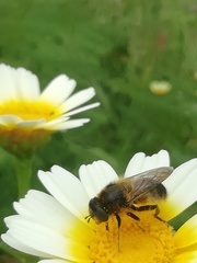 Platynochaetus setosus