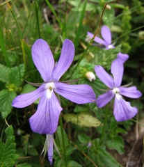 Viola cornuta